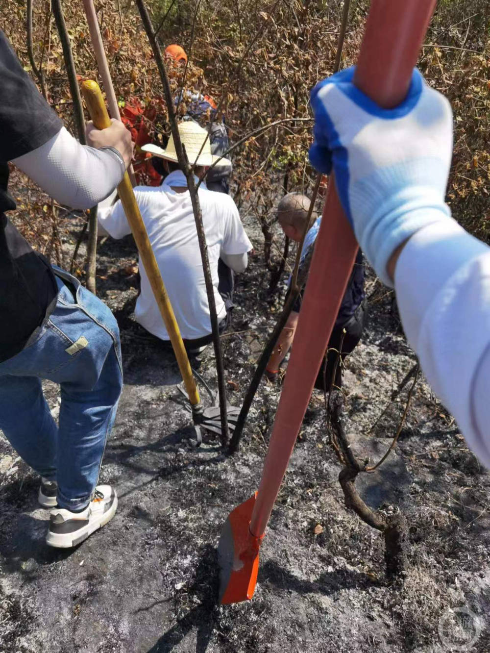 西南大学师生参与“家门口”救火：副教授挖隔离带，体院主任踩踏板摩托运物资