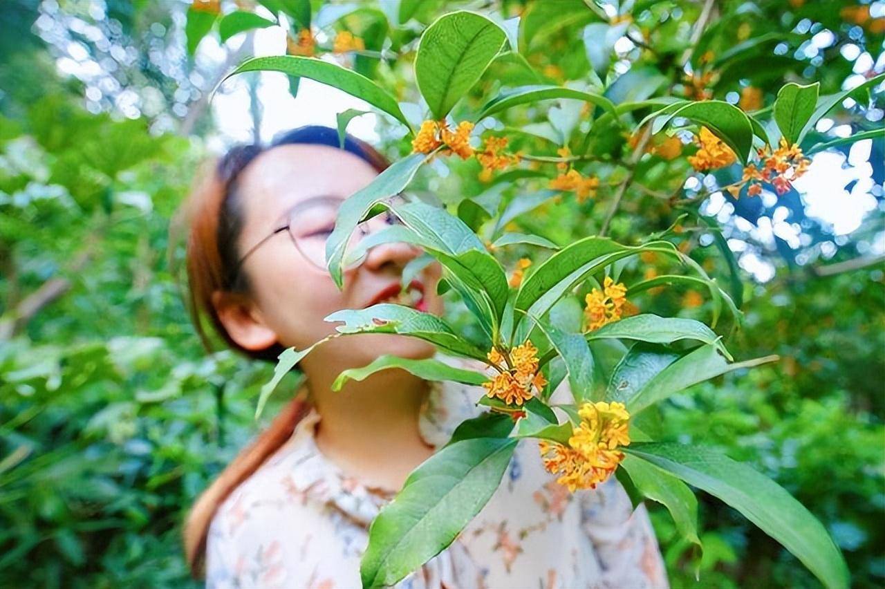 就会导致它的叶片出现焦枯的情况