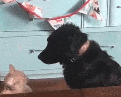 搞笑GIF:老妈假装晕倒, 我觉着孩子的做法也不算错哈