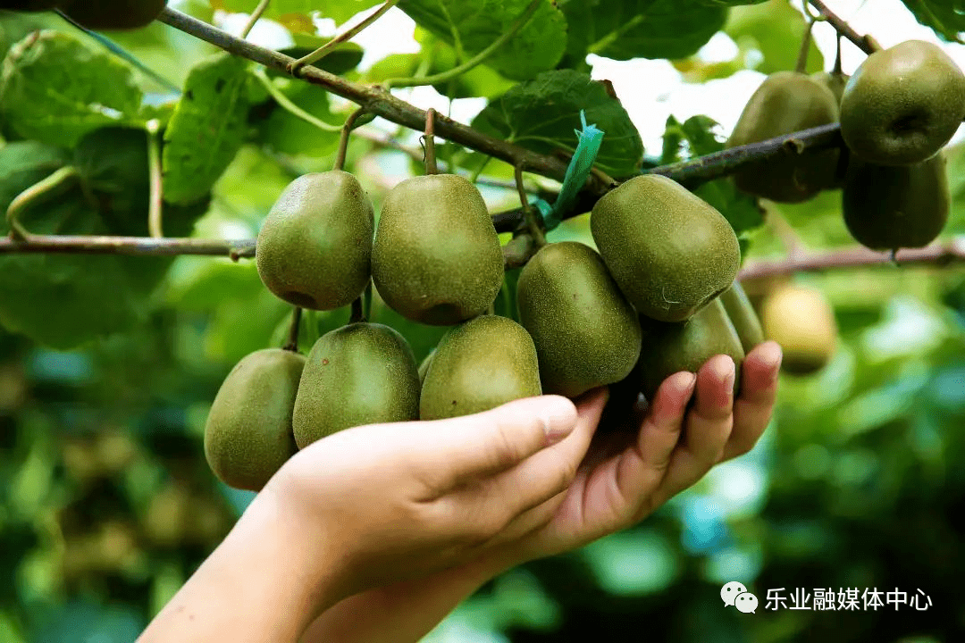 杏彩体育登录季节限定！乐业猕猴桃一口甜到心尖儿再不吃就晚了