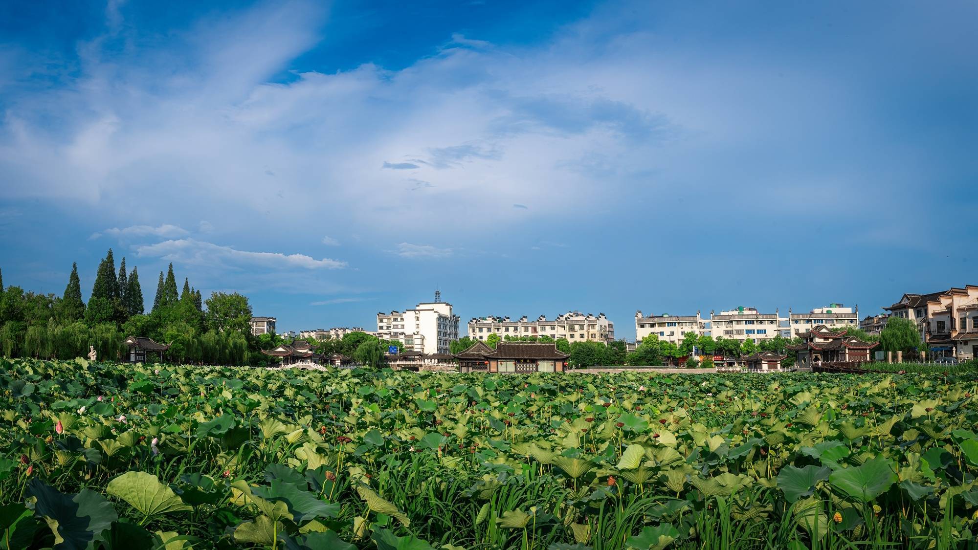 扬州荷花池公园：绿荷舒卷 凉风晓月