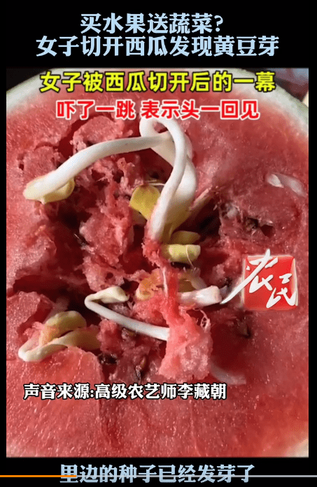 女子切开买回来的西瓜惊讶发现,西瓜瓤里居然长出了"黄豆芽"_种子