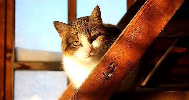 梦回夜阑，一只猫的寓言——深度解析我昨晚梦到一只猫的奥秘