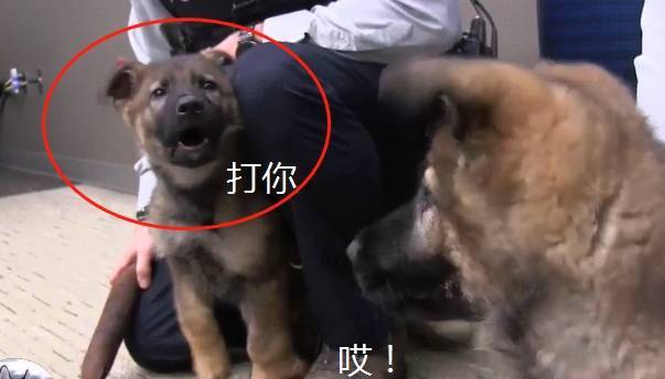 小警犬刚上课,就跟同学发生"矛盾,训练师:是个好苗子_网友_样子_上图