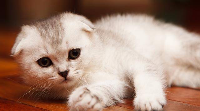 猫咪有哪些可爱到爆炸的行为?爱唠嗑算一个!_我家_厕所_时候