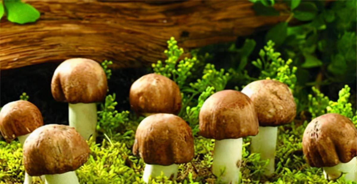 蘑菇是我们生活中常吃的蔬菜,它里面的营养价值很丰富,具有维生素c,维