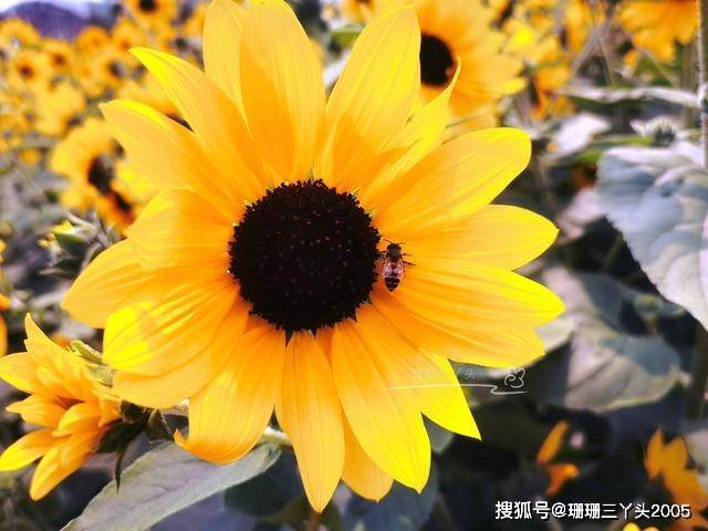 广州海心桥旁边的“莫奈花园”，四季色彩绚丽，9月向日葵在绽放