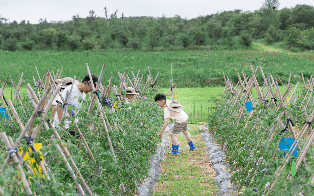 日照这个隐于山野田园的酒店藏满了"答案…_自然_光阴_草木