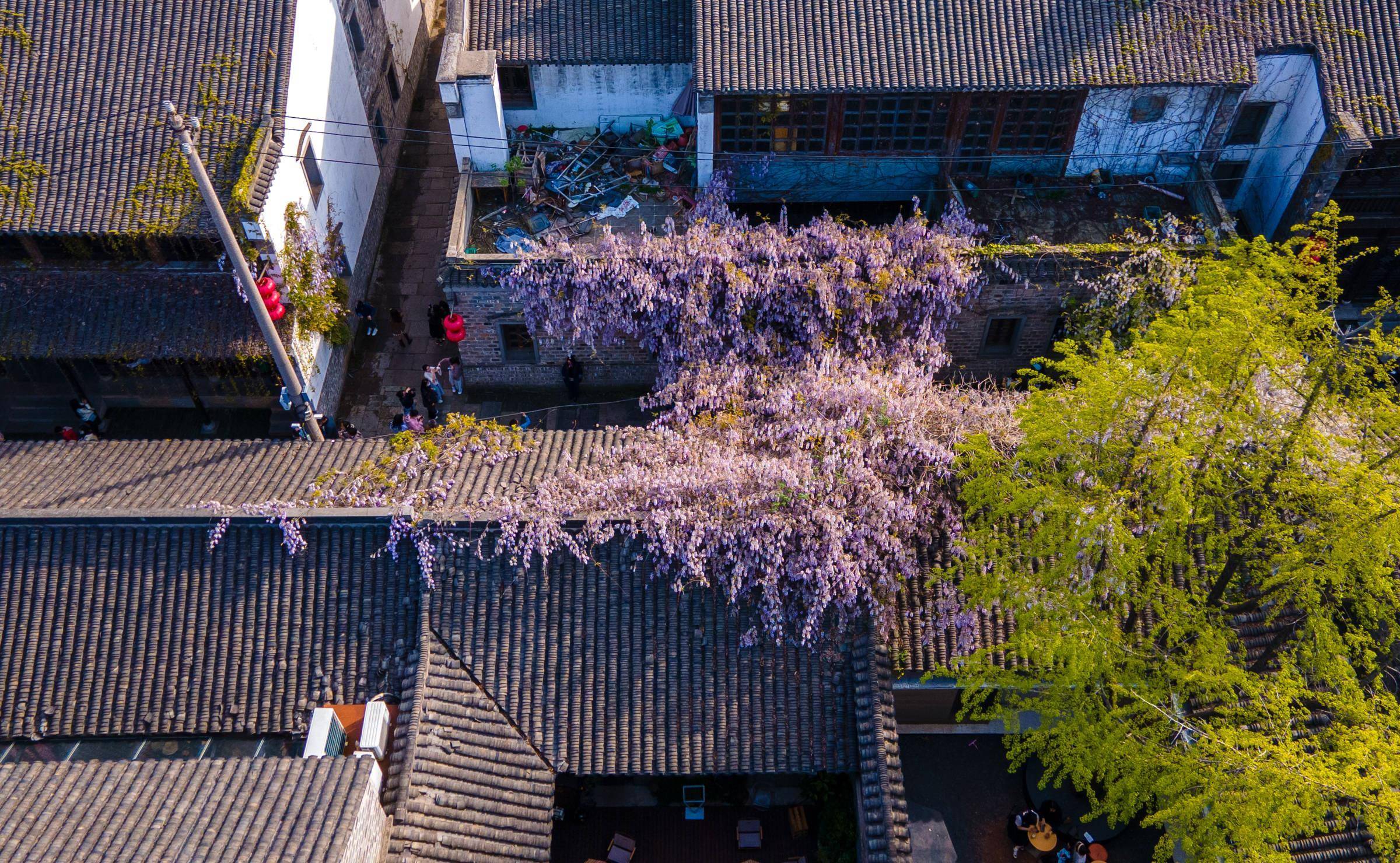 南京老门东紫藤花开了，从屋檐蔓延至墙角，美如紫色的瀑布