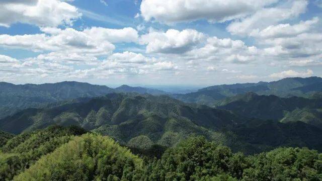 茶道车痕犹在 古树茶韵犹香——探访紫鹊界有机茶业