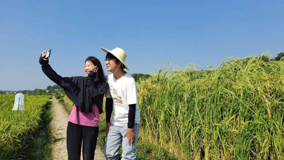 【民生关注】致敬袁隆平院士！长沙县这里种出2.2米高“巨型稻”