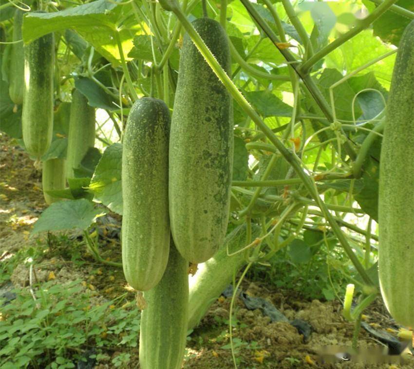 EM菌、枯草杆菌和哈茨木霉菌，到底哪一个效果好？用事实告诉你