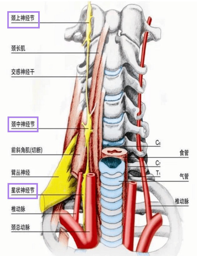 回答:颈部的椎旁神经有三个,即颈上神经节,颈中神经节及颈下神经节.