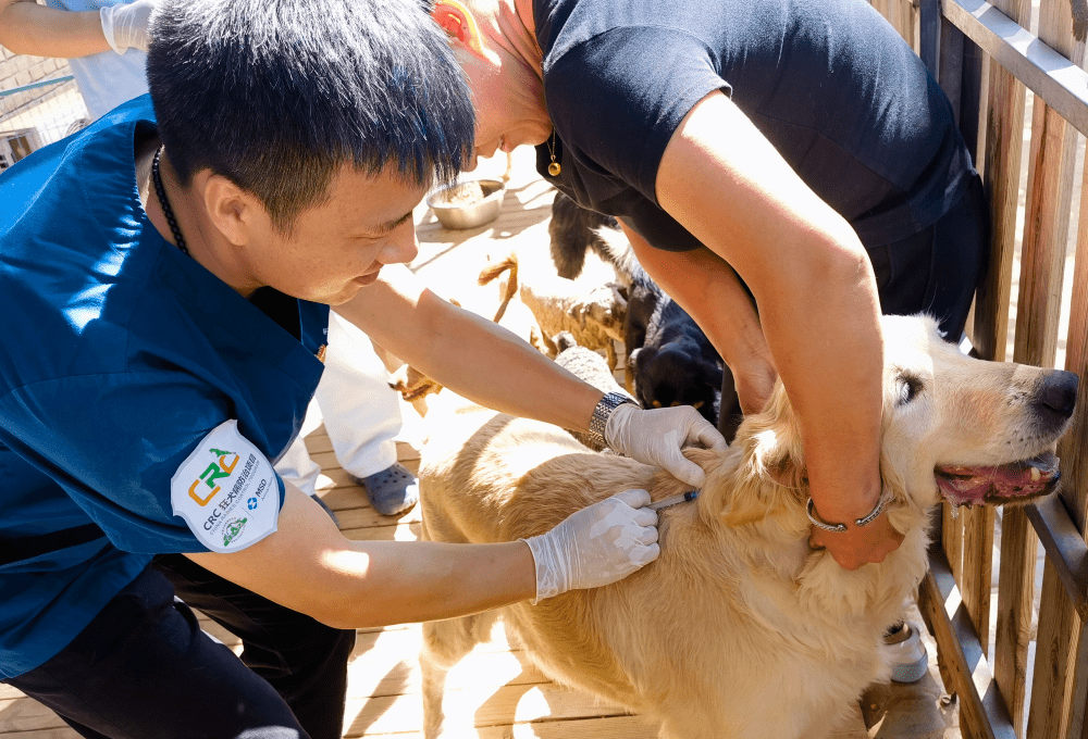 为流浪动物注射狂犬疫