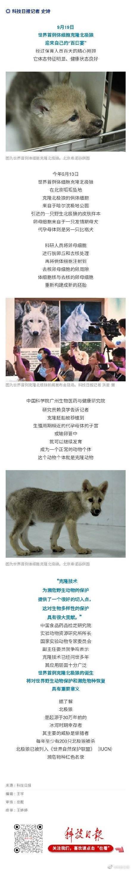 世界首例体细胞克隆北极狼迎百天