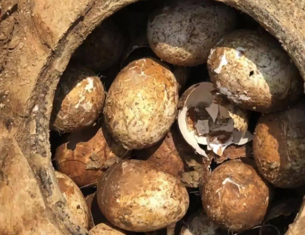 为什么考古学家，不敢碰古墓中的鸡蛋？原因很简单