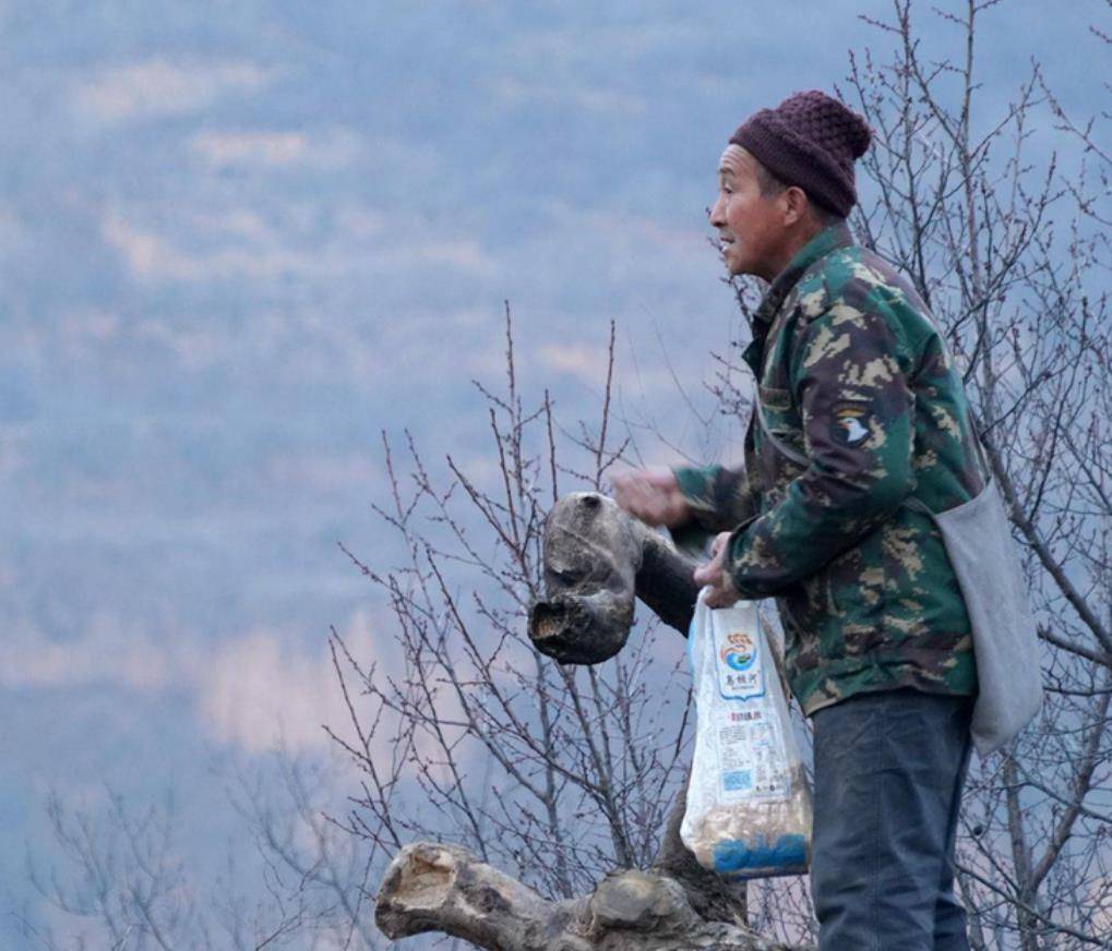 山西老人养"凤凰"4年,发现时已超过40只,专家看后:不能养了_郭存锁_老