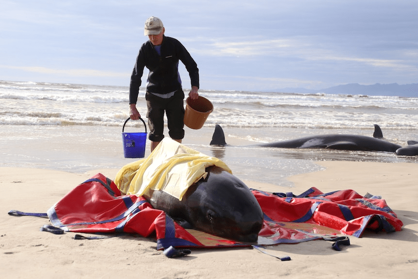 约230头鲸集体搁浅澳大利亚海滩，仅少数存活