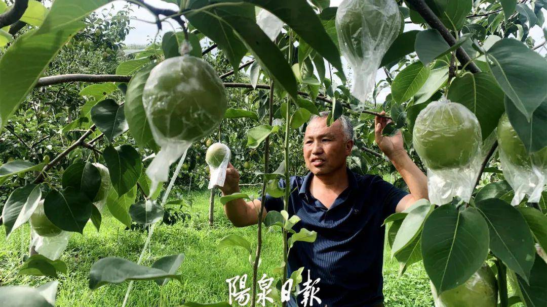 果香四溢！阳泉这里的香梨“甜”到央视啦