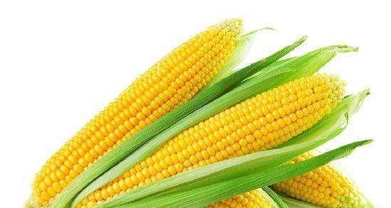 ,所以经常吃玉米有益健康。所以每天吃根玉米,可以健脾益胃,抗衰老。