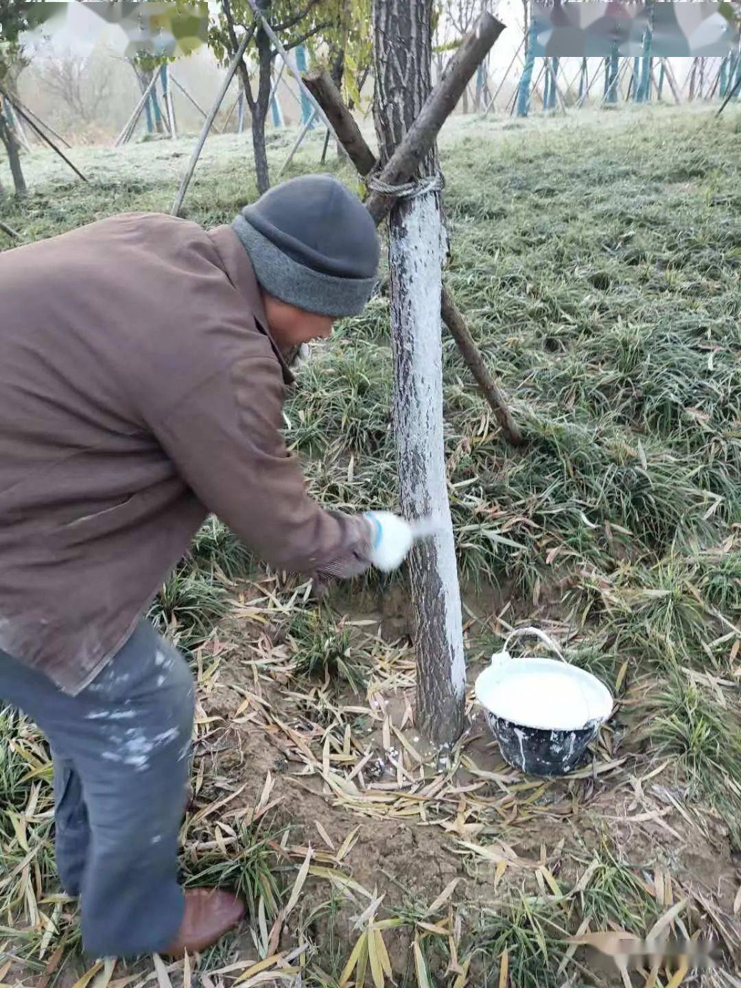 秋季树木涂白有哪些注意事项