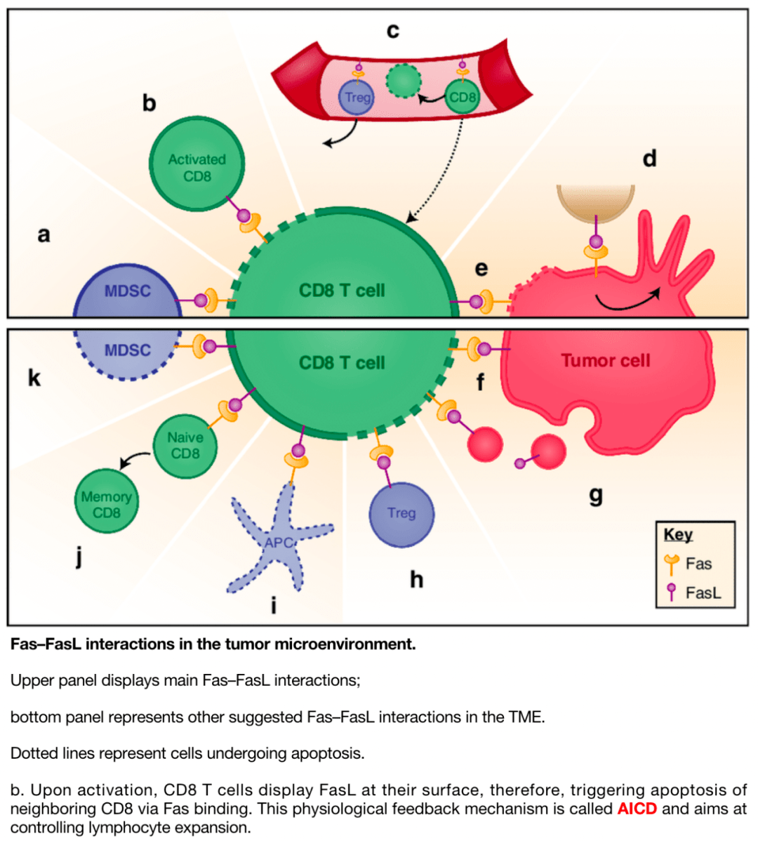 《apoptosis of tumor-infiltrating t lymphocytes a new immune