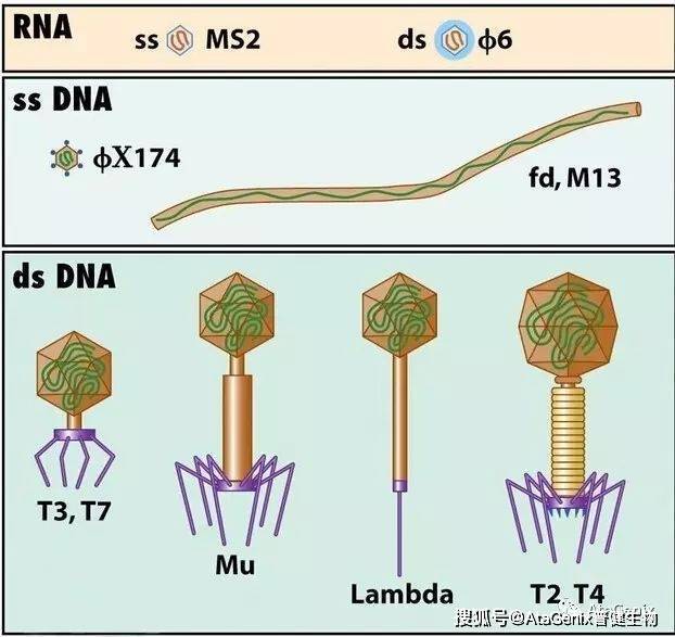 噬菌体主要有双链噬菌体和单链丝状噬菌体两大类,双链噬菌体为λ类