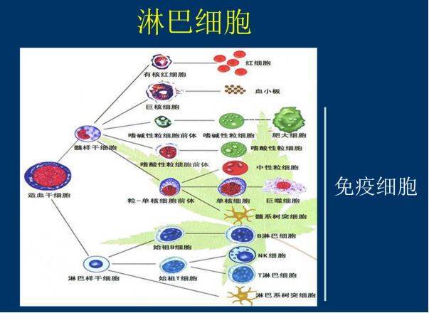 过敏就是因为免疫力低?这个误区可能很多人都有
拥有“记忆力”的免疫系统免疫力越强越好吗?提高免疫力的保健品,是“智商税”吗?