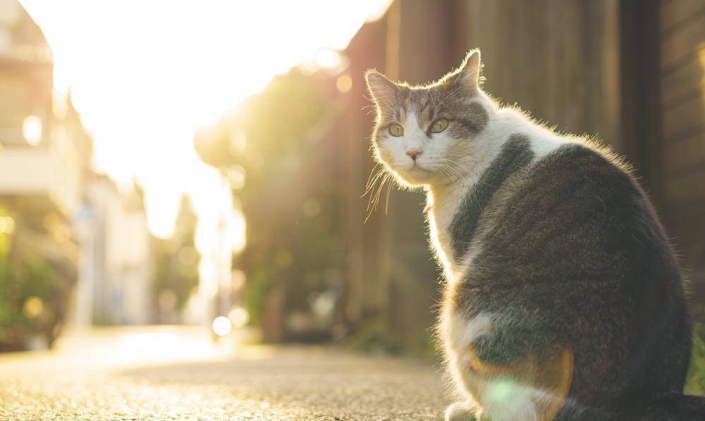 IntoImmortality-������Ⱥ����˸ʱ��