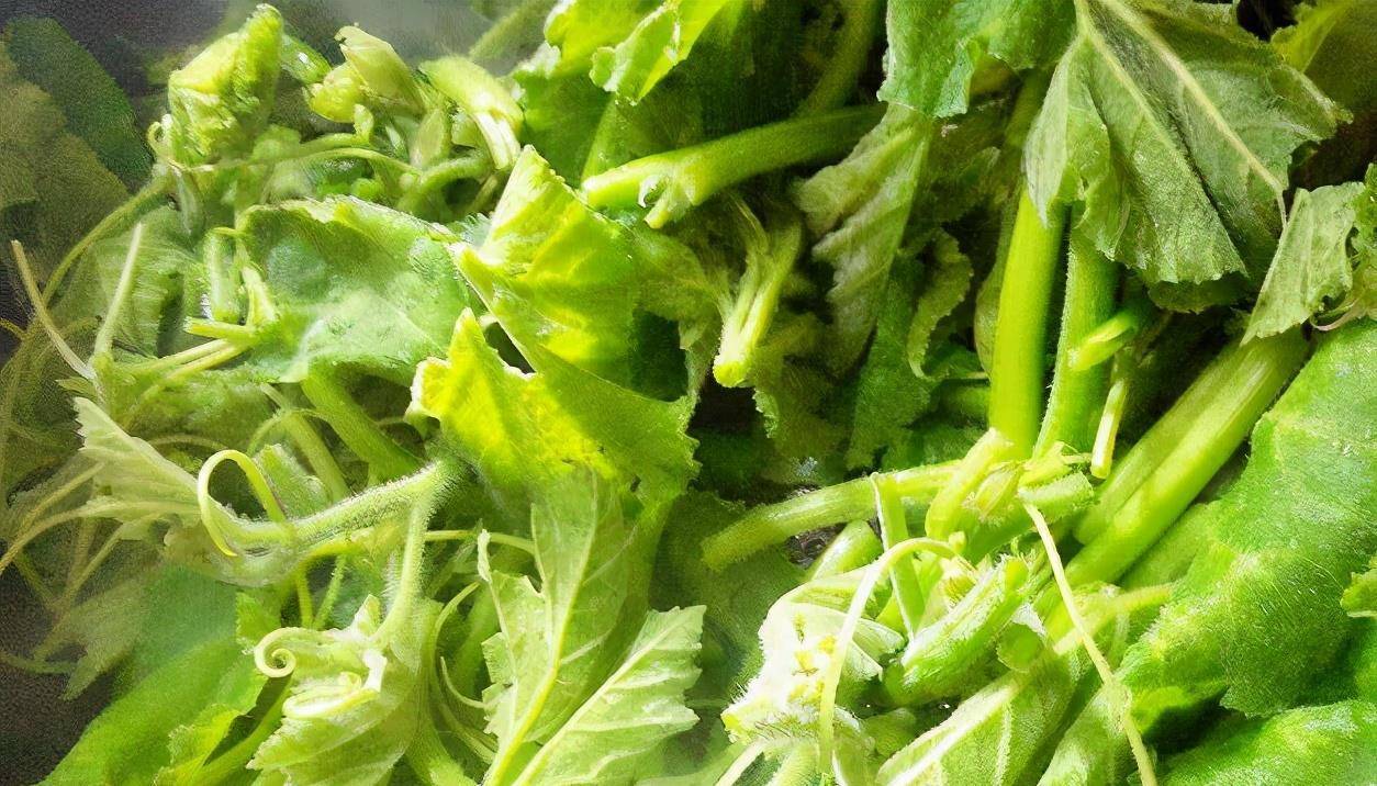 南瓜尖南瓜身上都是宝，连南瓜尖的营养都很丰富，而且南瓜尖的口感很好