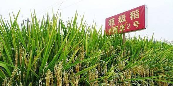 1973年,神州大地出现了两个脍炙人口的词语,即"袁隆平"与"杂交水稻"