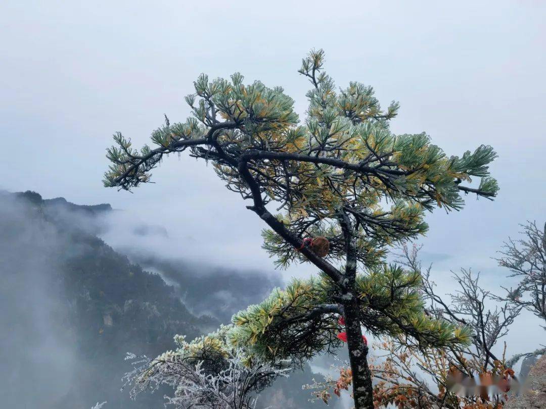 下雪了！下雪了！淅川接下来......