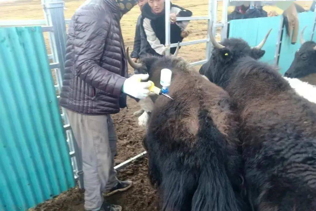等政策,进一步提高群众对动物防疫工作认识,引导农牧民群众加大对包虫