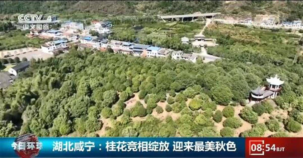 桂花飘香活动丰富，湖北咸宁文旅国庆假期凭实力圈粉