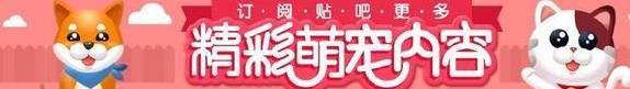 地下供卵试管可靠吗（原创
            这些养狗的必备小常识，你都知道吗？）