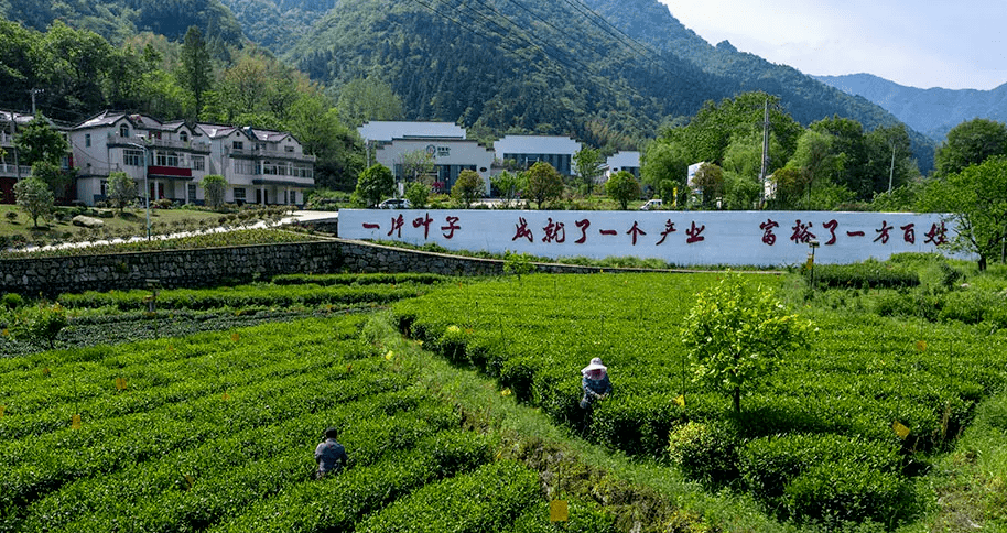 二十大代表风采 | 余静：扎根大别山深处的“映山红”