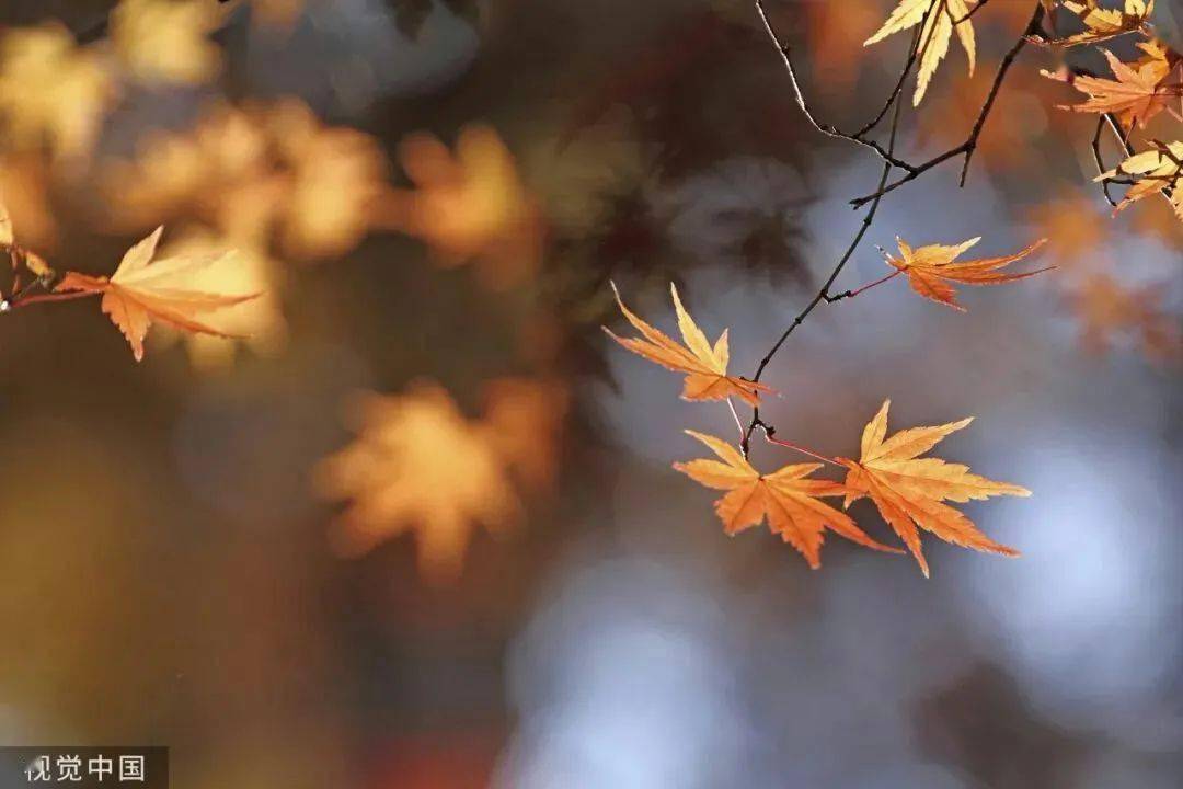 叶子的离去，是风的追求还是树的不挽留（受益终生！）