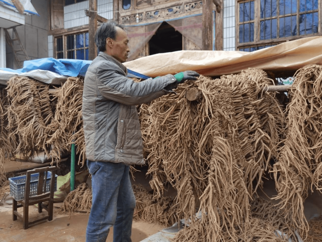 武都:山间药草香 增收致富忙