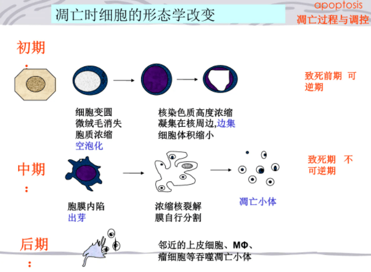 持续时间很短;细胞凋亡中期是细胞核碎裂后与细胞内的各种细胞器结合