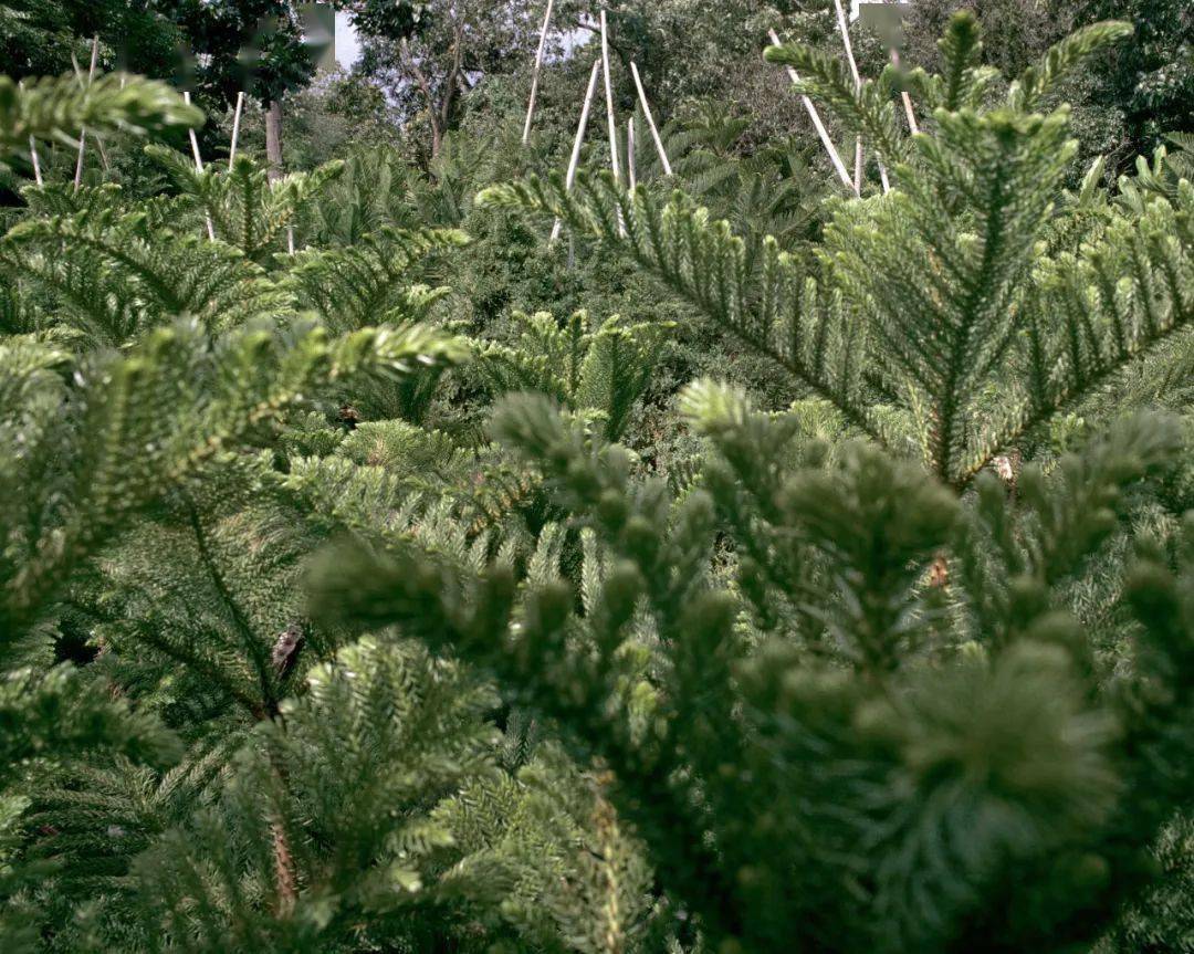 �ھŽ���Ϲ�����Ӱ˫��չ��Ʒ�������䡢�¼��¸�У��