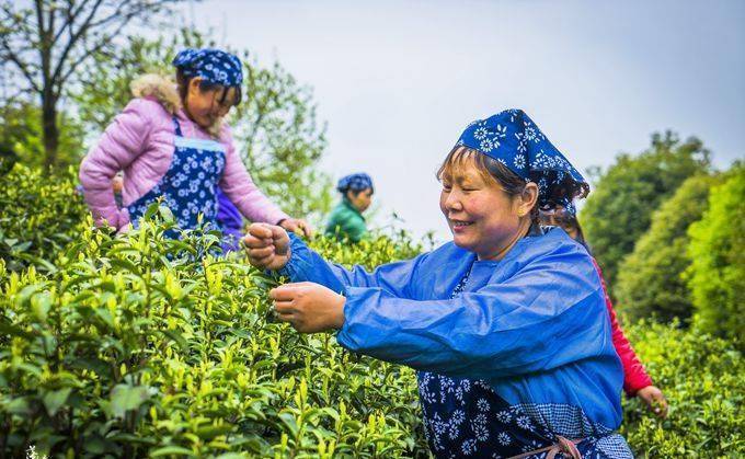 江苏这个城市被誉为“茶叶之乡”，环境优美，采茶姑娘你见过吗？