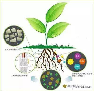 (3)腐殖质:指有机质经过微生物分解后并再合成的一种褐色或暗褐色的大