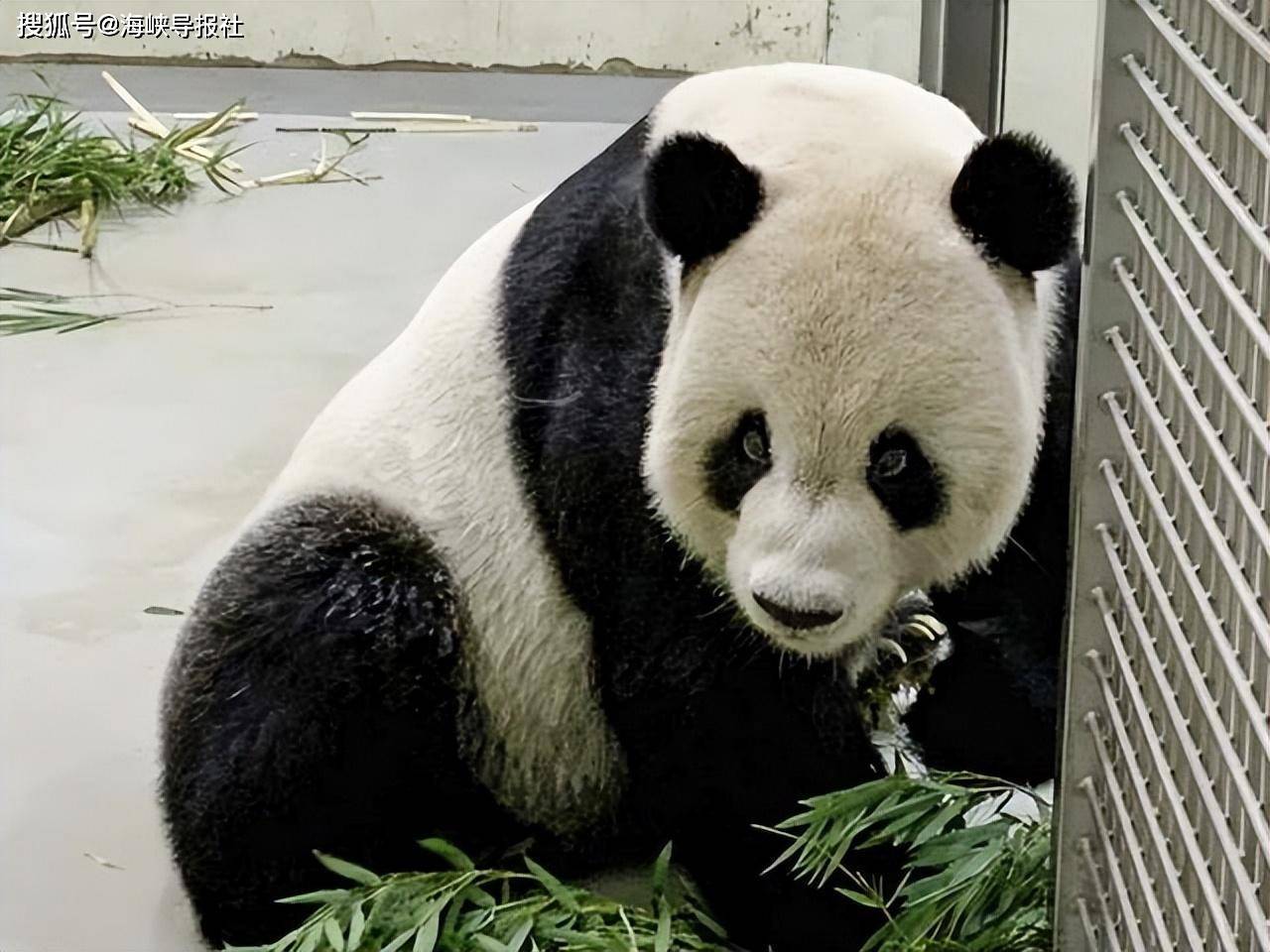 台北动物园“团团”发作给药后发作症状仍持续