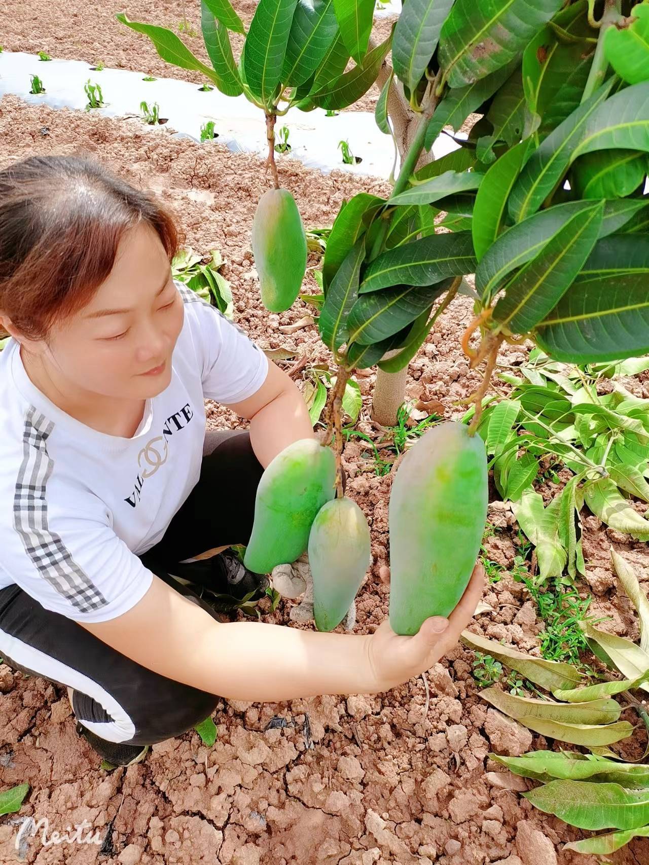 物产资源也是非常丰富,除了攀枝花芒果,还有攀西大田石榴,米易中华绿