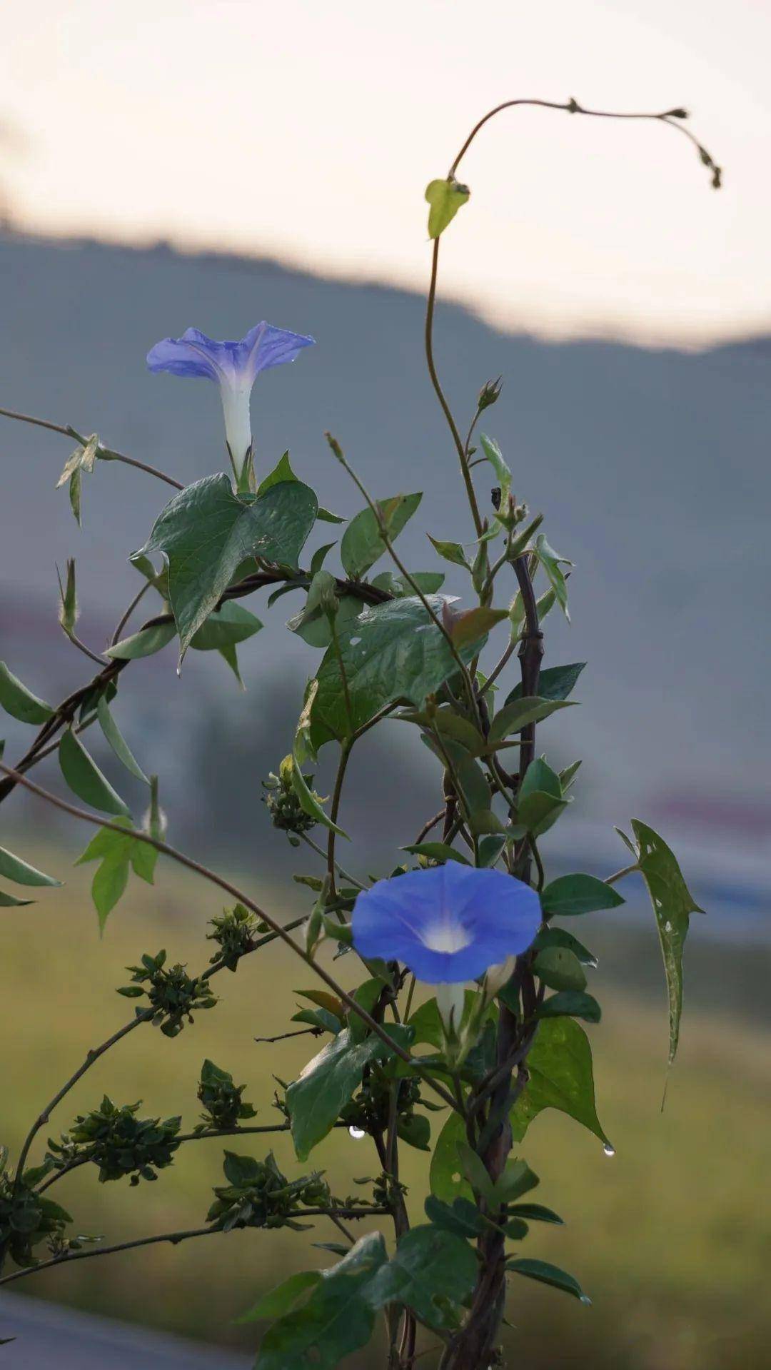 我的喇叭花,我的黑白丑|魏芳芳_牵牛花_母亲_蓝色