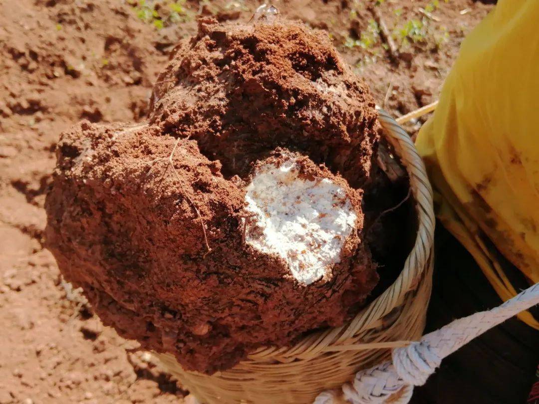 澜沧拉巴乡的这些“土疙瘩”成了“致富宝”