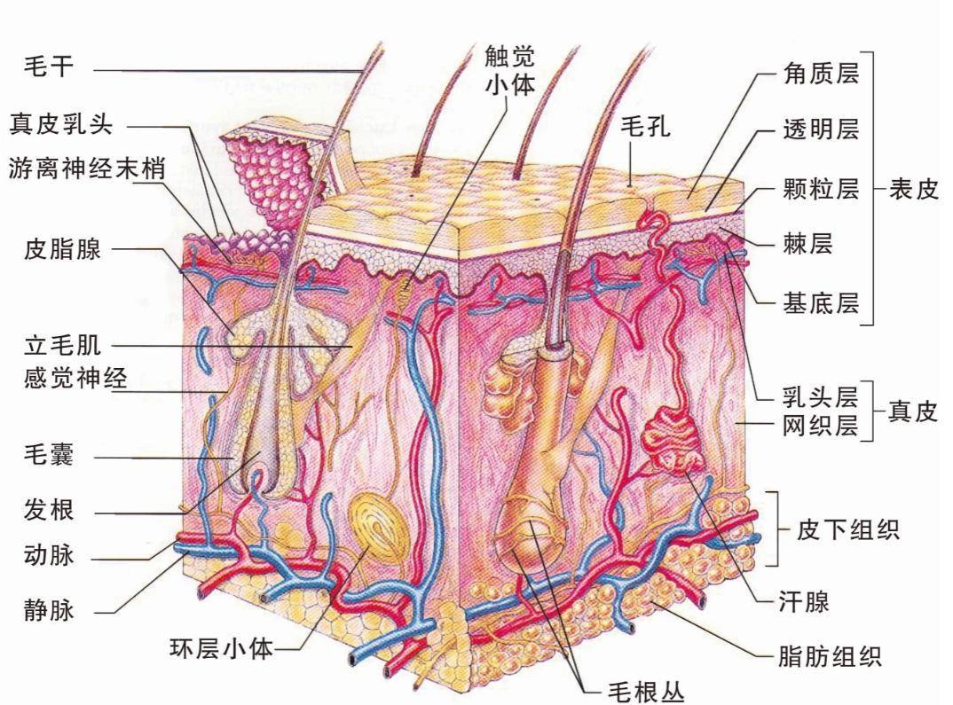 原创任何一口锅都能变成不粘锅，如何变？要先弄懂莱顿弗罗斯特效应