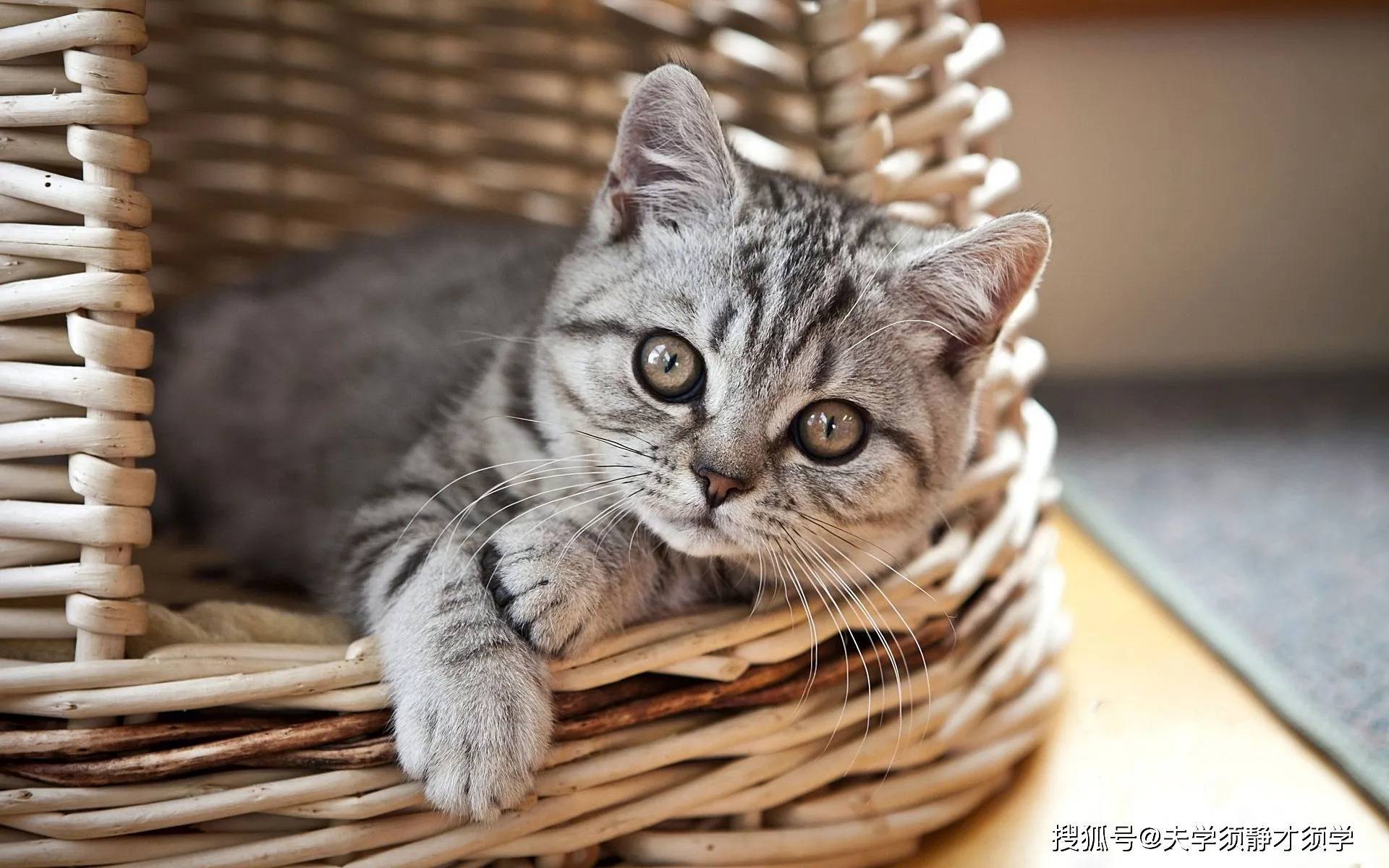 幽默笑话:晚饭过后,老妈说道:你活该,谁让你天天玩手机!
