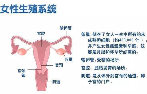 干货 | 女性生殖专业知识与话术 