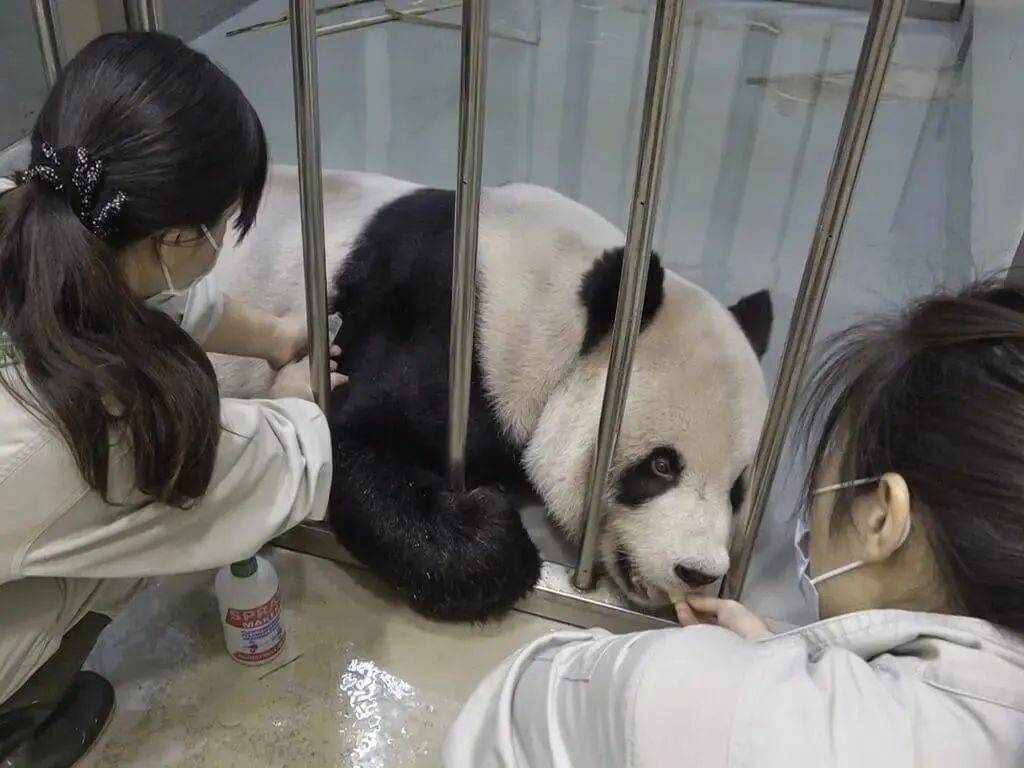 痛心！今天，大熊猫团团不幸离世